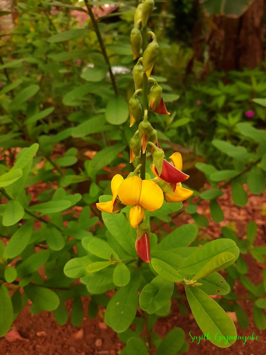 Crotalaria retusa L.